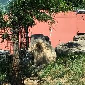 2021-06-17 ZOO Hodonn